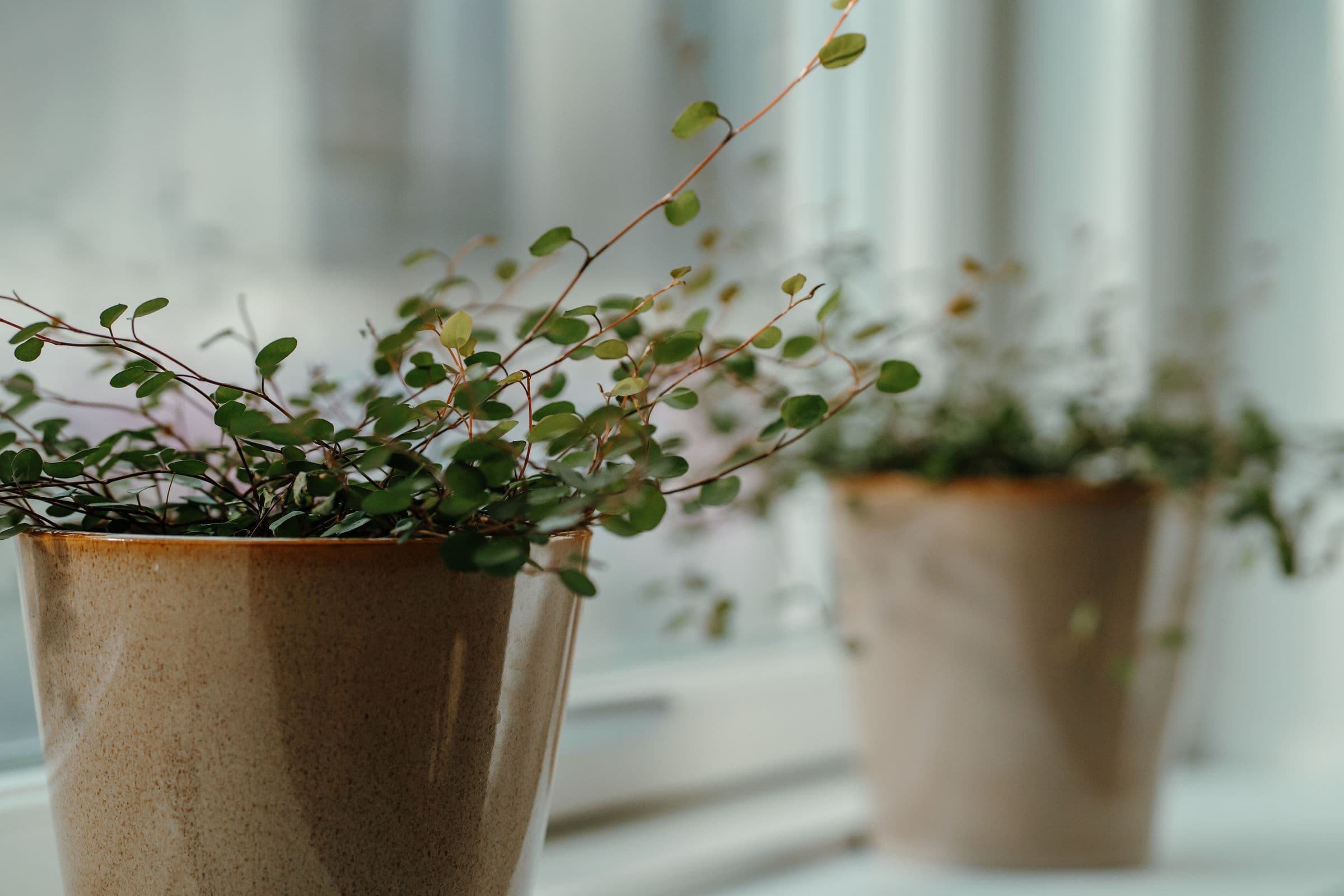 Grønne planter i vindueskarmen